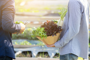 Beautiful young asian two man picking up fresh organic vegetable with basket together in the hydroponic farm, harvest and agriculture and cultivation for healthy food and business concept.