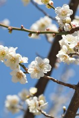 Macro details of Japanese White Plum blossom branches
