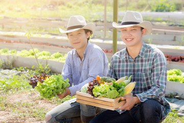 Naklejka na ściany i meble Beautiful portrait young two man harvest and picking up fresh organic vegetable garden in basket in the hydroponic farm, agriculture for healthy food and business entrepreneur concept.