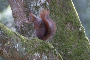 écureuil