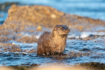 Close up of European Otter cub or kit (Lutra lutra) shaking itself dry
