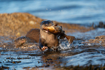 Adult female European Otter ( Lutra lutra) rushing out of water with a large fish