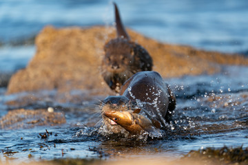 Fototapeta premium Adult female European Otter ( Lutra lutra) rushing out of water towards camera with a large fish pursued by her cub