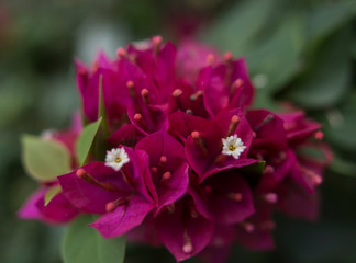 pink flower in the garden