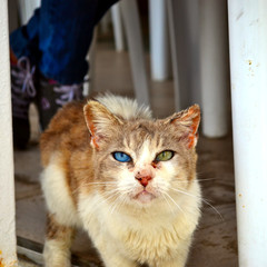 Serious street cat with heterochromia in Rhodes