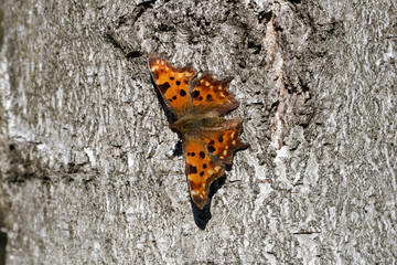 Comma Polygonia c-album butterfly © Karolina