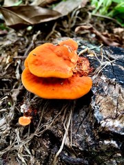 mushroom in the forest