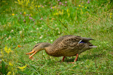 Duck eats bread by the river
