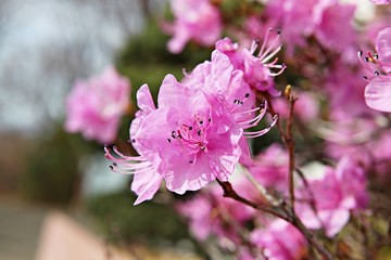 한국 인천시 남동구 인천대공원에핀 꽃 입니다
