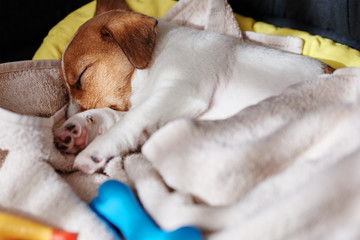 Jack russel terrier dog sleep in the bed