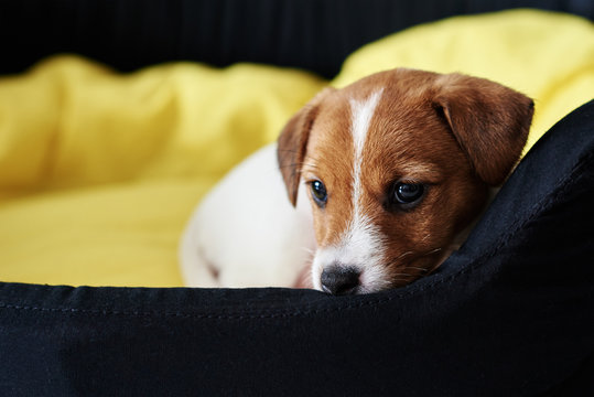 Sad Jack Russel Terrier Dog Lies In The Bed