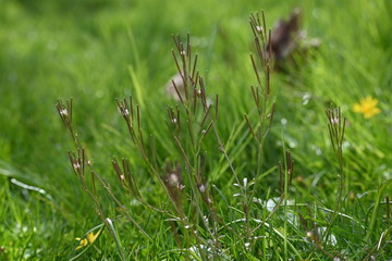 gras, green, natur, wiese, grün