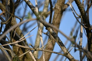 äste, ast, baum, holz