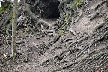 Baumhöhle, äste, holz, Wurzel