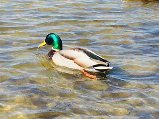 duck in water