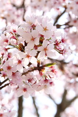桜202