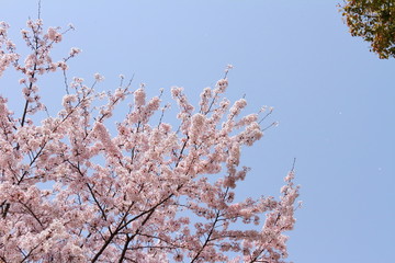 桜205