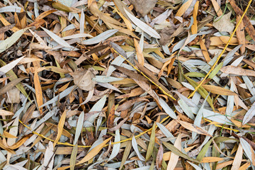 background of autumn leaves