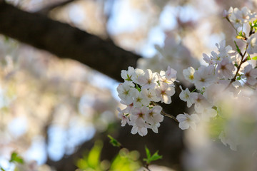 桜のある風景