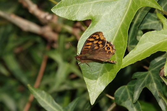 MARIPOSA SOBRE OJA