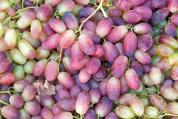 Autumn harvest of blue grapes close up