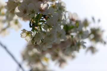 桜のある風景