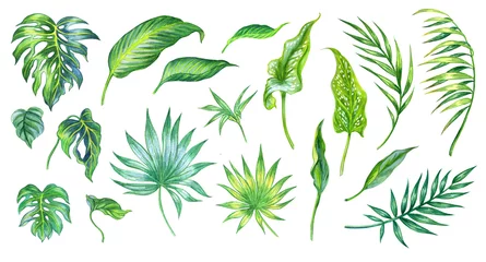 Zelfklevend Fotobehang Tropische bladeren Set van tropische bladeren, aquarel illustratie op een witte achtergrond, geïsoleerd.