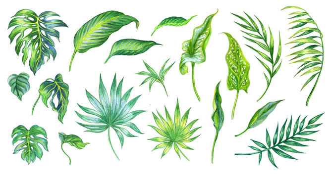 Set of tropical leaves, watercolor illustration on a white background, isolated.