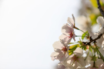 Naklejka na ściany i meble 桜のある風景