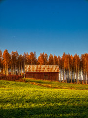old barn in front of line of birch trees in autumn