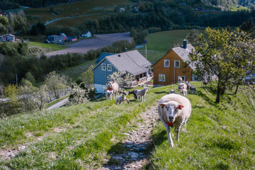 Beautiful Norway © Wodzownik