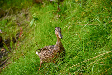 A curious duck stands in the grass by the lake in the park