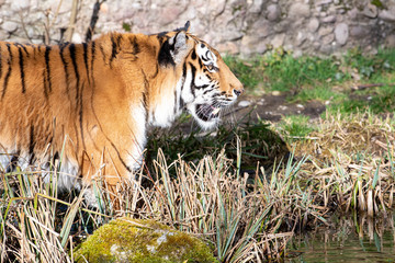 Tiger von der Seite