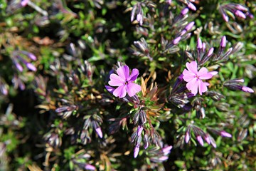 한국 인천시 남동구 인천대공원에핀 꽃 입니다