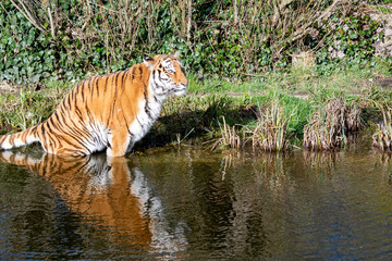 Fototapeta na wymiar Tiger im Wasser