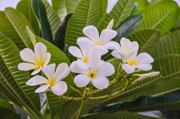 Obraz na płótnie Canvas White flowers with green leaves of plumeria tree