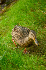 A curious duck stands in the grass by the lake in the park