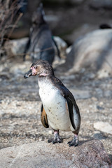 Pinguin im freien 