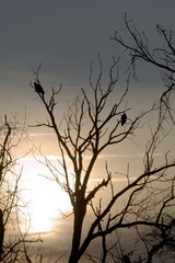 dead tree with buzzards