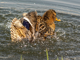 kaczka © Henryk Olszewski
