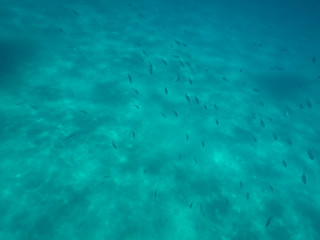 Underwater picture of fishes swimming in turquoised colored water .