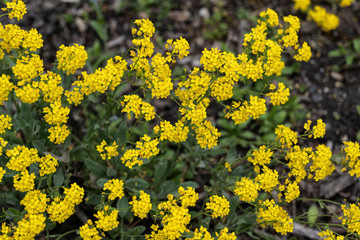 Fototapeta premium Aurinia Saxatilis Golden Alyssum Blooming Flowers