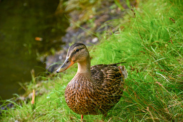 A curious duck stands in the grass by the lake in the park