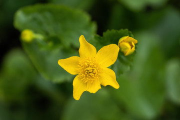 Caltha Palustris Kingcup Yellow Flower