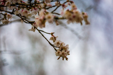 A Blossom Tree In Springtime