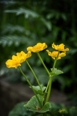 Caltha Palustris Kingcup Yellow Flower