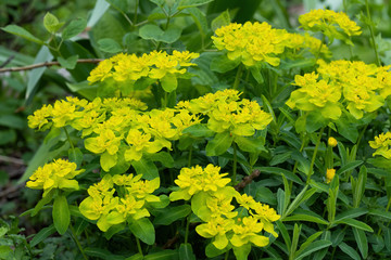 Cushion Spurge Euphorbia Epithymoides Flowers