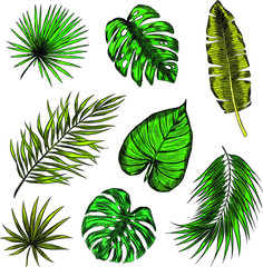 set of green palm leaves vector illustration print seamless pattern