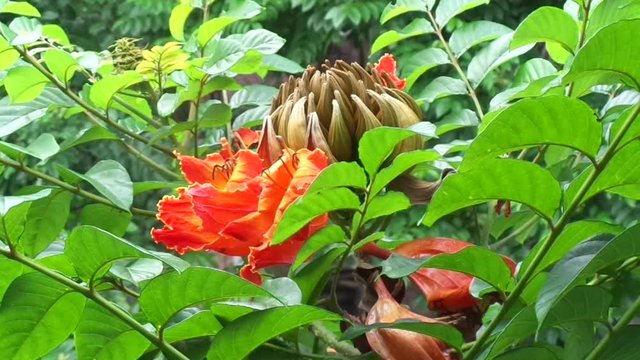 Spathodea campanulata (Kiacret, African tulip, fountain tree, pichkari, Nandi flame, World's Worst invaders, Nile flame, squirt tree, tulip tree, Uganda flame, Flame of Thika) with natural background
