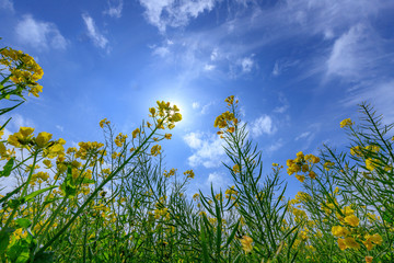 菜の花